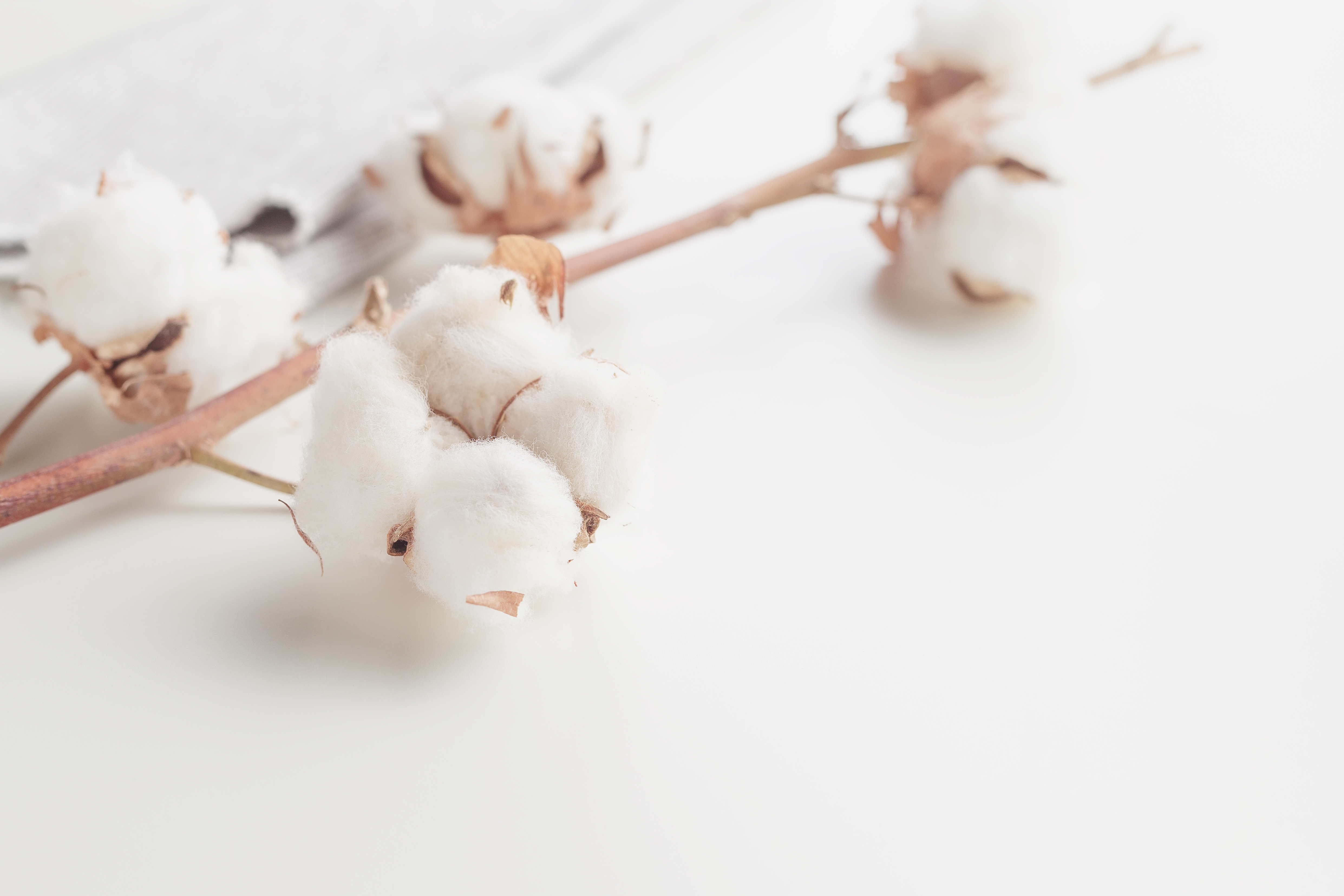 DOUCEUR - Image coton